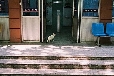 微软：《艾尔登法环》出现在XGP是一个Bug